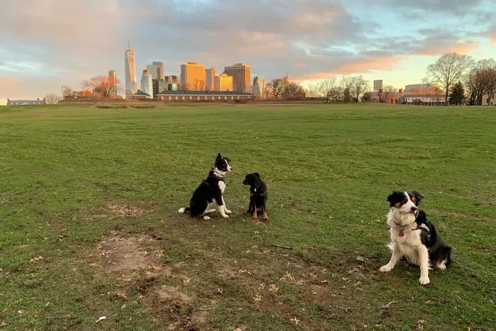 The working dogs at sunrise